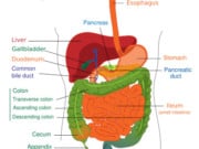 The Role of the Immune System in the Digestive Tract