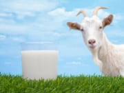 Goat’s Milk: Does a Body Good Too?