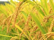 Golden Rice and the GMO Controversy