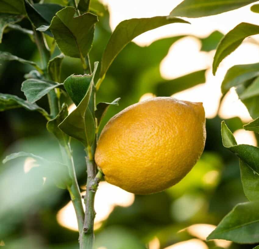 lemon on tree for lemon pancakes