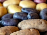 different colors of potatoes lined up in a row