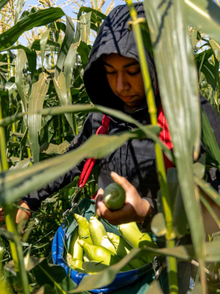 woman harvesting corn